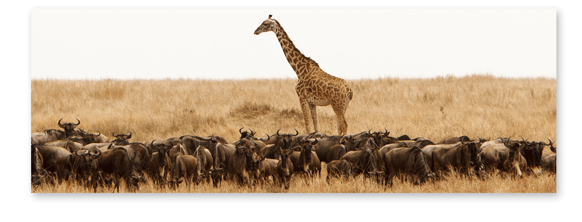 Line-1-image