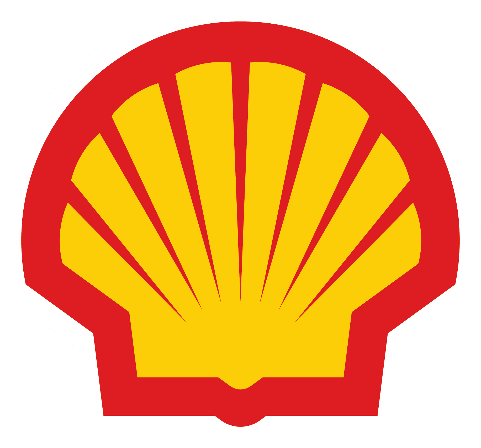 Shell-Pecten-wol